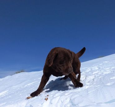 #indianalabs #ohiolabsforsale #labradorretriever #englishlabsforsalenearme