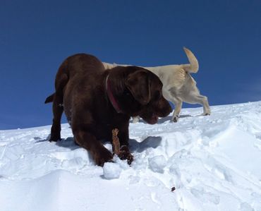Chocolate English Labrador retriever playing in the snow
