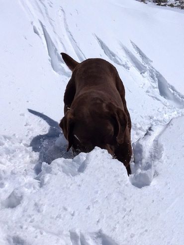 Chocolate English Labrador Retriever adult for sale