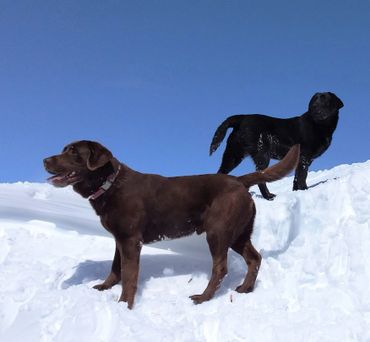 English Labrador Retriever Adults for sale