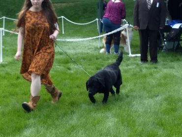 Black English Labrador Retriever