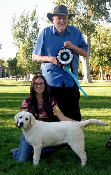 English Labrador Retriever wins Best in Show
English Labrador Retriever Breeder Wyoming
