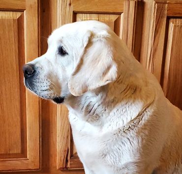 English Labrador Retriever #akclabradorretriever #labradorretriever #lab #englishlab #labbreeder