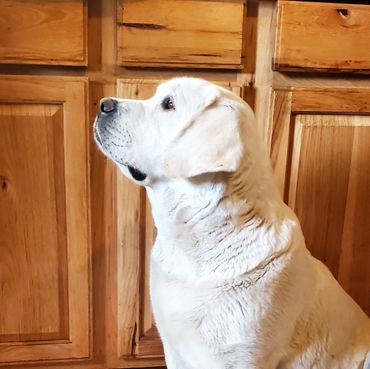 English Labrador Retriever #akclabradorretriever #labradorretriever #lab #englishlab #labbreeder