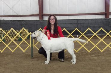 AKC English Labrador Retriever Female #yellowenglishlab #bestfemale #englishlabradorretriever