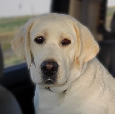 White English Labrador Retriever
White english lab pups for sale
English lab puppies
Wyoming co ut