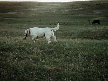 English labrador retriever breeder near me english lab breeder labrador retriever englishlabpups