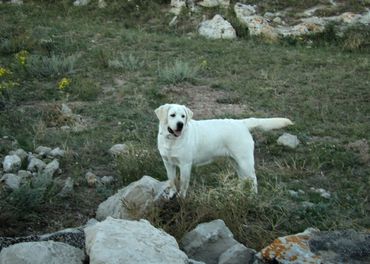 English labrador retriever breeder near me english lab breeder labrador retriever englishlabpups