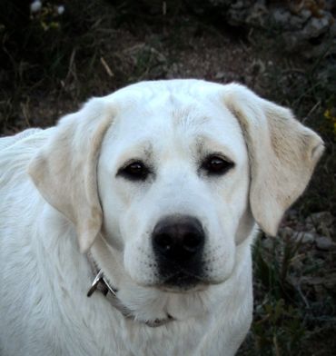 English labrador retriever breeder near me english lab breeder labrador retriever englishlabpups