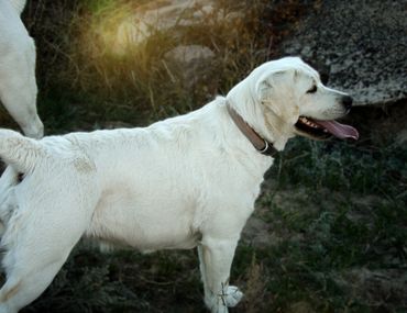 English labrador retriever breeder near me english lab breeder labrador retriever englishlabpups