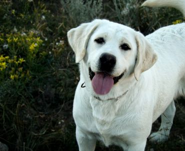 English labrador retriever breeder near me english lab breeder labrador retriever englishlabpups