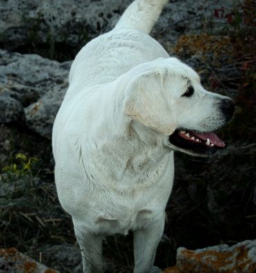 English labrador retriever breeder near me english lab breeder labrador retriever englishlabpups