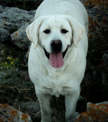 English labrador retriever breeder near me english lab breeder labrador retriever englishlabpups