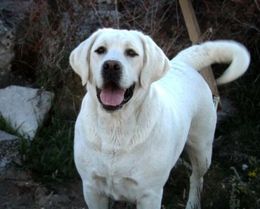 English labrador retriever breeder near me english lab breeder labrador retriever englishlabpups