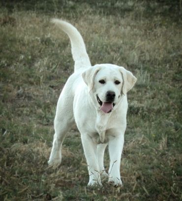 English labrador retriever breeder near me english lab breeder labrador retriever englishlabpups