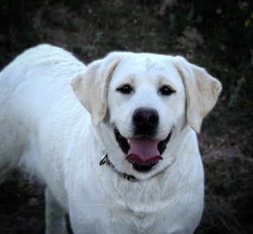 English labrador retriever breeder near me english lab breeder labrador retriever englishlabpups