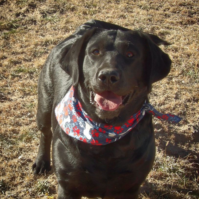 Black English Labrador Retriever 
Labrador Retriever breeder
Akc Registered Lab puppies for sale WY