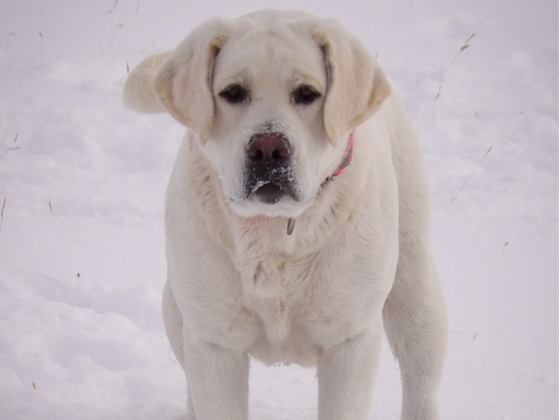 Yellow English Labrador Retriever Breeder 
English Lab Pups
Puppies for sale