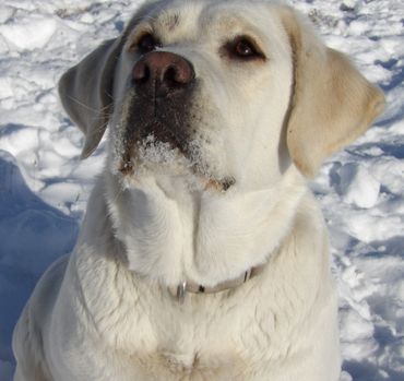 English Labrador Retriever
Blocky Labrador Retriever Breeder