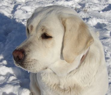 Block Head White English Labrador Retriever Female
English Labrador Retriever Breeder of Wyoming