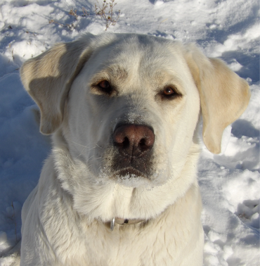 English Labrador Breeder
White English Labrador Retriever
Yellow English Labrador |Breeder|