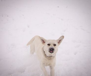 English Labrador Retriever playing in the show