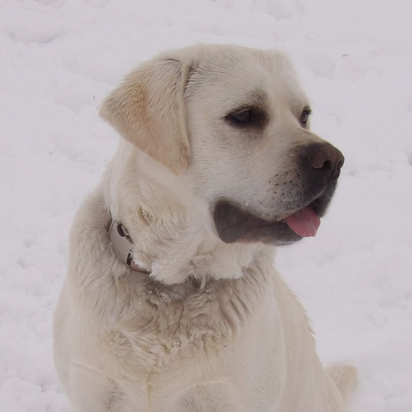 #1englishlabradorretrieverbreeder
#qualtylabradorretrieverbreeders 
#whitelabs