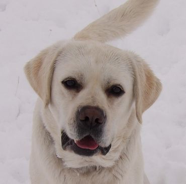 #1englishlabradorretrieverbreeder
#qualtylabradorretrieverbreeders 
#whitelabs