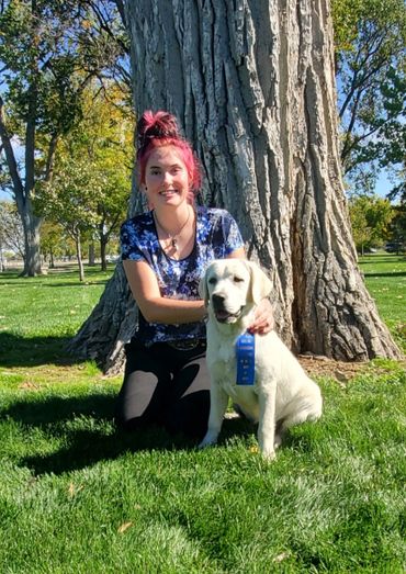 English Labrador Retriever 1st in Class
English Labrador Retriever at a show
Best English Lab