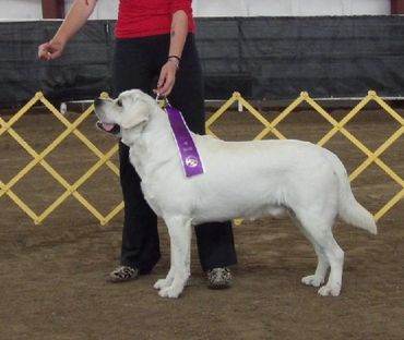 #bestofbreedlabradorretriver #bestmale #yellowenglishlab #labradorsire #englishlab #labretriever