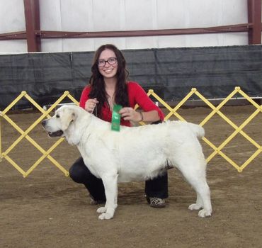 AKC English Labrador Retriever Female #yellowenglishlab #bestfemale #englishlabradorretriever