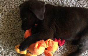 Puppy playing with a toy