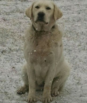 White English Labrador Retriever Breeder of Wyoming 
Colorado
Utah 
Labrador Retriever