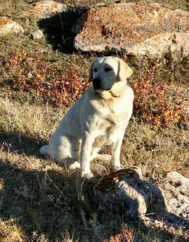 White English Labrador Retriever Female
English Labrador Retriever Breeder Near Me