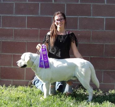 #bestofbreedlabradorretriver #bestmale #yellowenglishlab #labradorsire #englishlab #labretriever