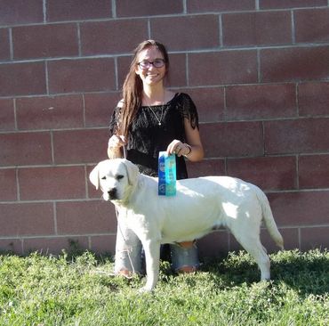AKC English Labrador Retriever Female #yellowenglishlab #bestfemale #englishlabradorretriever