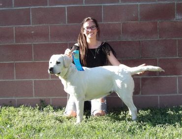 AKC English Labrador Retriever Female #yellowenglishlab #bestfemale #englishlabradorretriever
