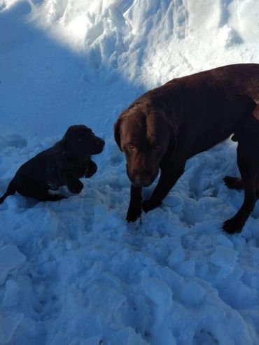 Labrador Retrievers playing in the snow