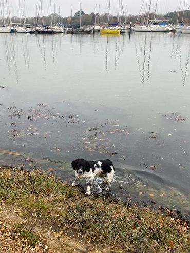 A dog in the river