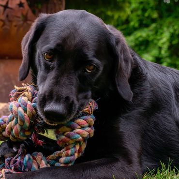 Maisie - our Head of Research & Development