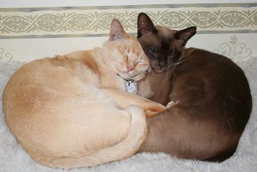 Our original pets and joint Heads of Inspiration