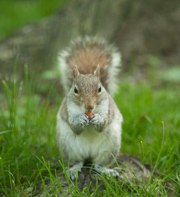 squirrel eating a nut