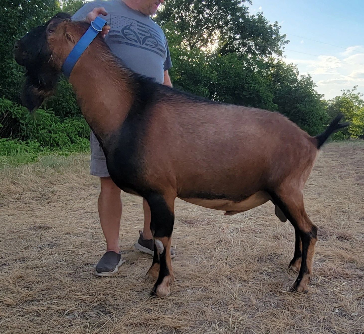 MT.-RIVER RANCH MLJ BUGSY.