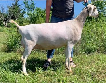 LANDRUN RCB PITAYA'S . DAM Peaches