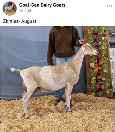 ZSKITTLES DAM TO. Goat-San Pocket Rocket