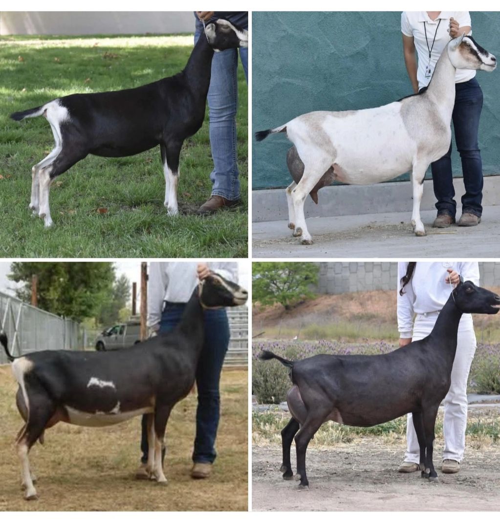 Four goats of different colors are being held by people for display.