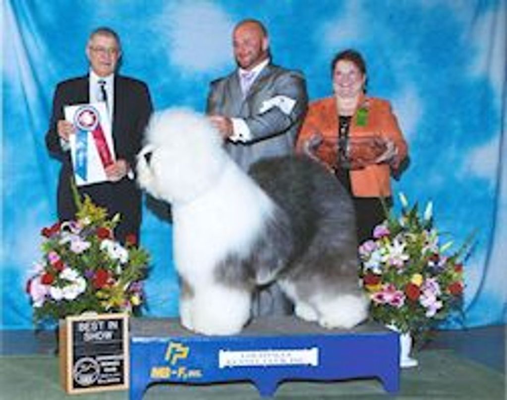 Old English Sheepdog
