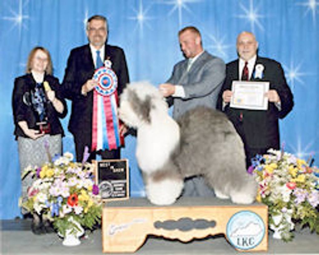 Old English Sheepdog Best in Show winner