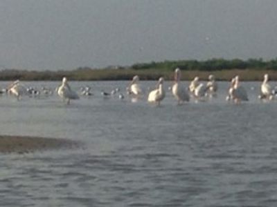 White pelicans at South Deer Island