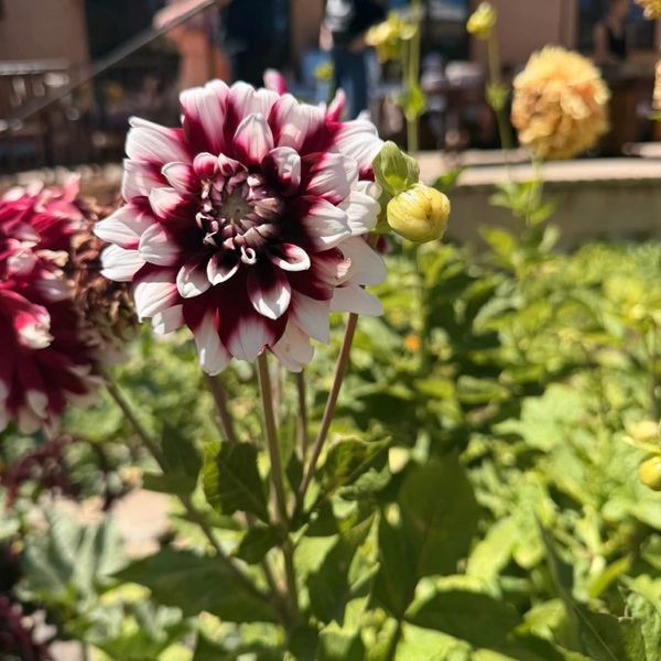 Close-up of a bi-color flowering plant in a garden.